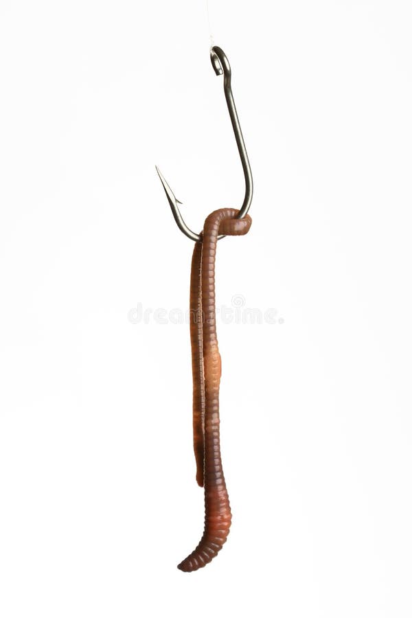 Worm on Fish Hook stock image. Image of fishing, hooked 2503263