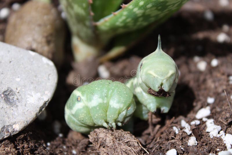Worm on a flower stock image. Image of garden, purple - 205887461