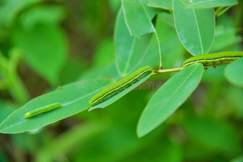 Worm stock image. Image of caterpillar, edible, beautiful 80178401