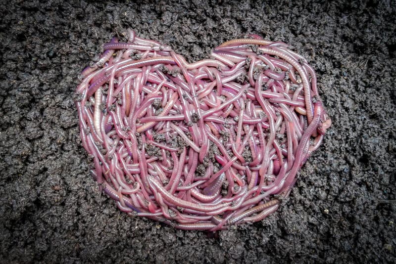 Worm Heart