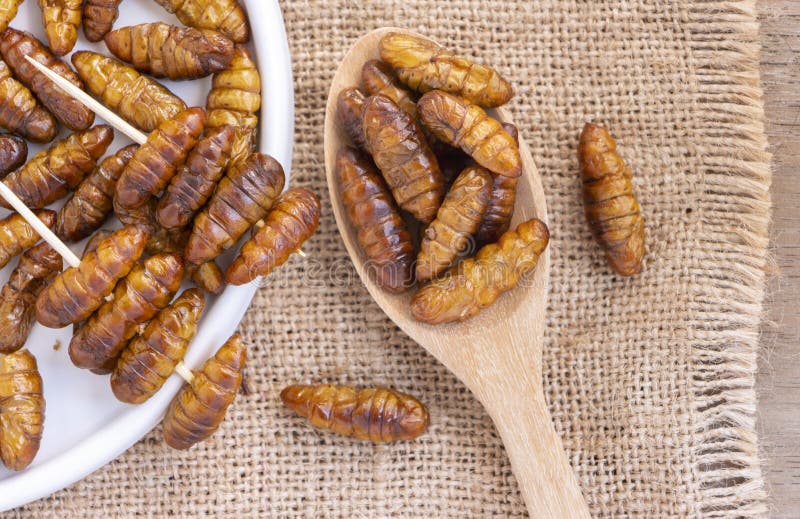 download worms insects download worms insects