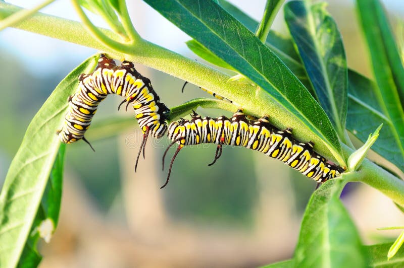 Worm kiss. stock photo. Image of summer, entomology, garden 17442246