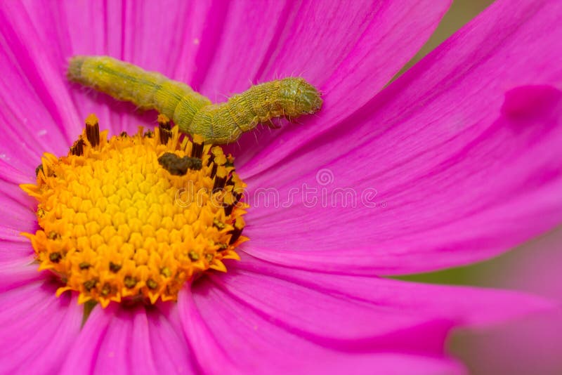 Worm on a flower stock image. Image of garden, purple - 205887461