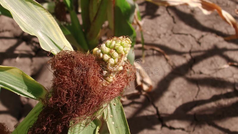 Worm is a pest on corn. Corn field agriculture. corn farm green grass agriculture united states the nature video usa