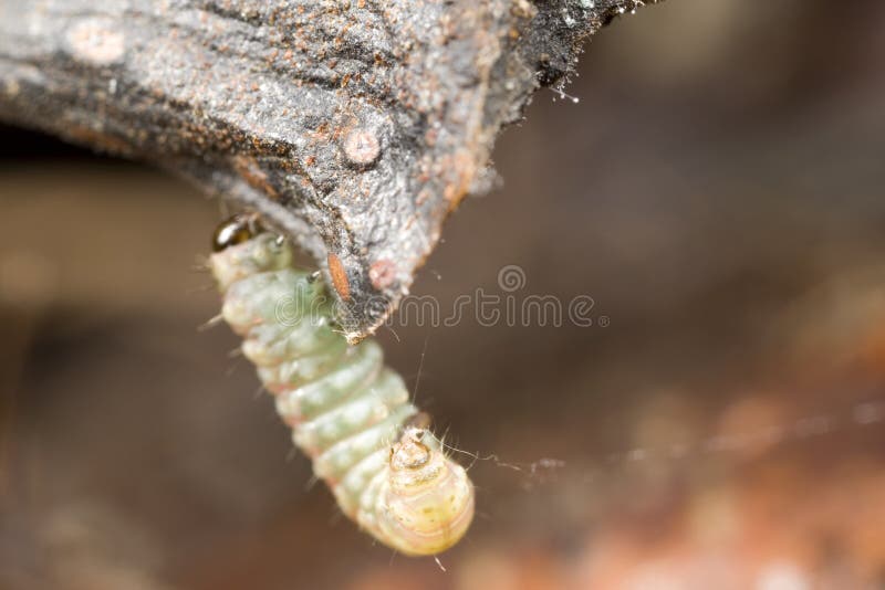 Worm with silk thread stock images