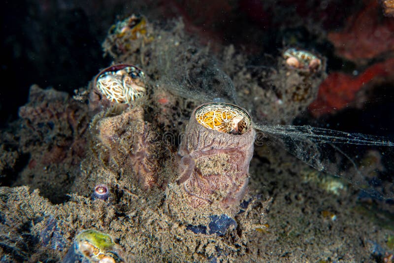 Worm Snails Family Vermetidae Stock Photo Image of deep, invertebrate