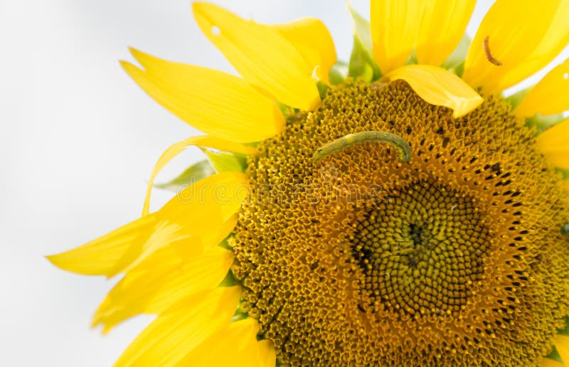 Worm on sunflower stock photo. Image of background, worm 52973060