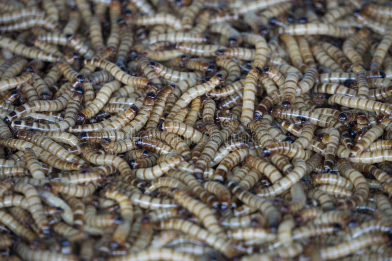 download blood worms bait near me download blood worms bait near me
