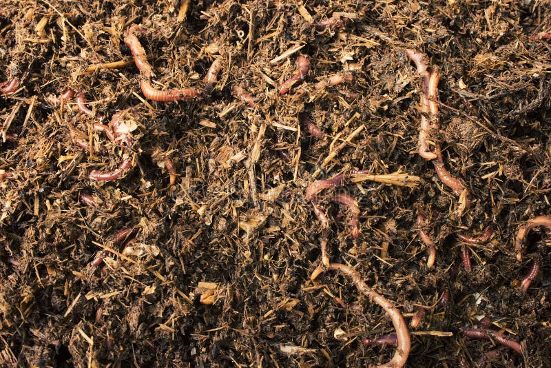 Worms in Compost/Soil stock photo. Image of fishing, bugs 3273184