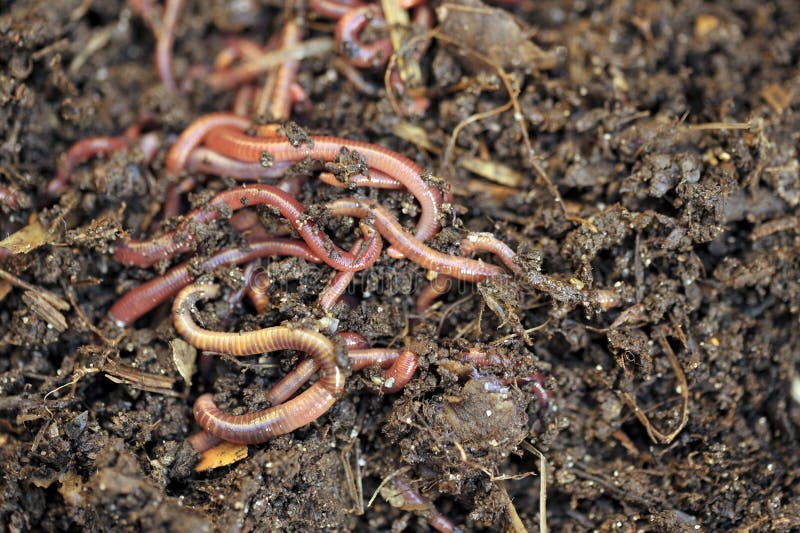 Worms Stock Image Image Of Nutrients Environmental 67640647