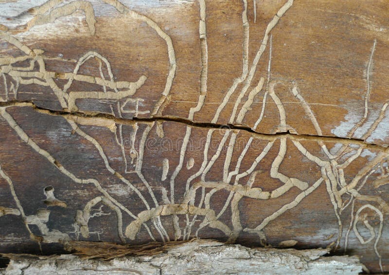 Worms Have Made a Design in Rotting Wood Stock Photo Image of backdrop, background 75488244