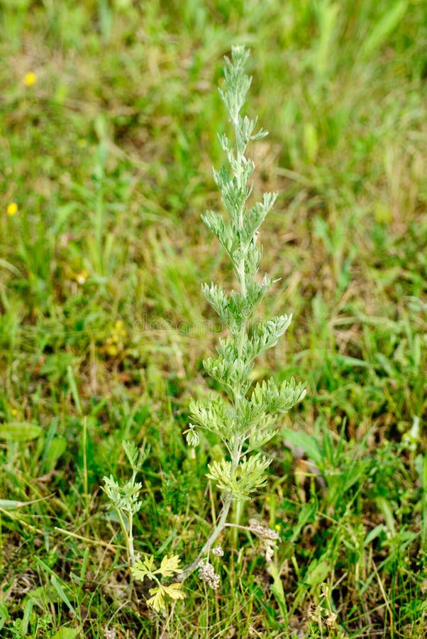 Wormwood (Artemisia Absinthium L.) on Green Background Stock Image ...