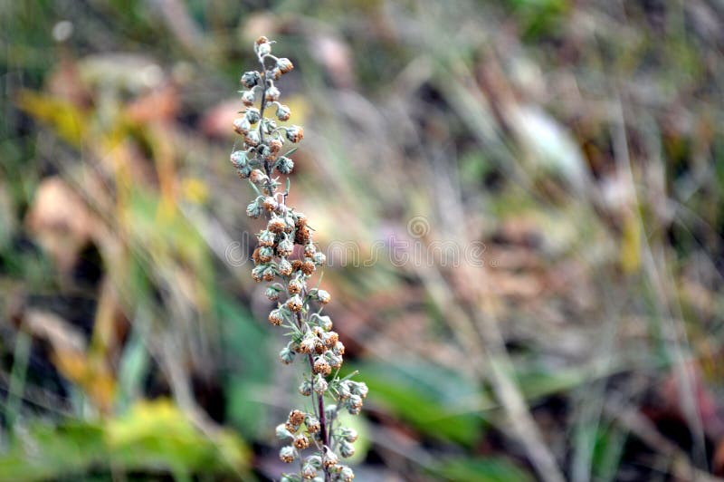 The wormwood bitter stock photo. Image of remedies, disease 197923940