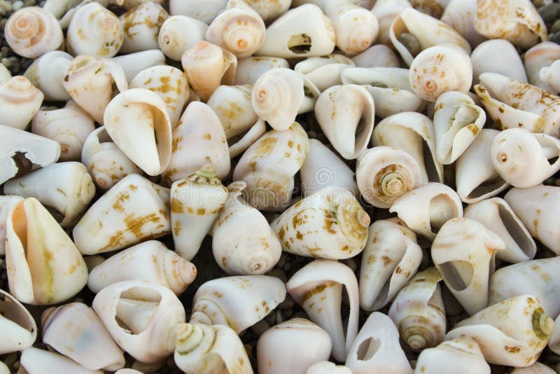 Worn white conch seashells on a beach royalty free stock photo