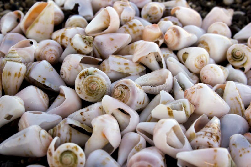 Worn white conch seashells on a beach stock image