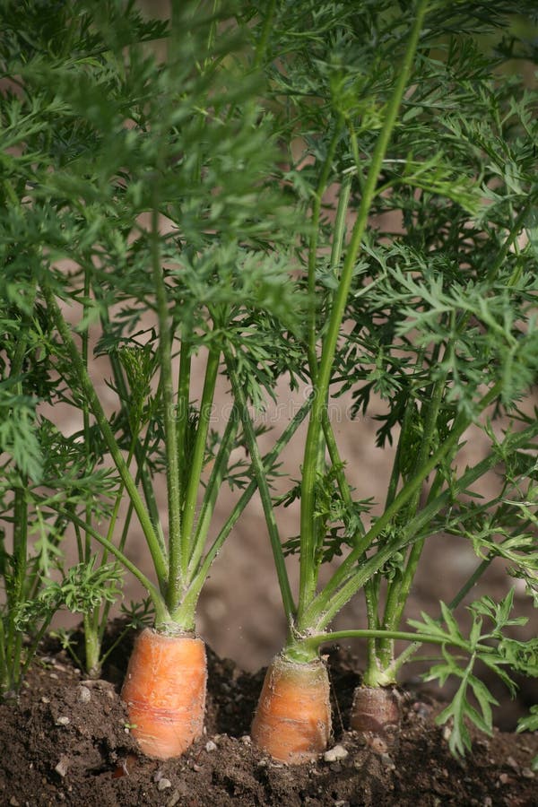 Three carrots on a field. Three carrots on a field