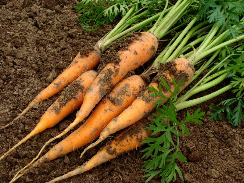 Some carrots with tops on the ground. Some carrots with tops on the ground