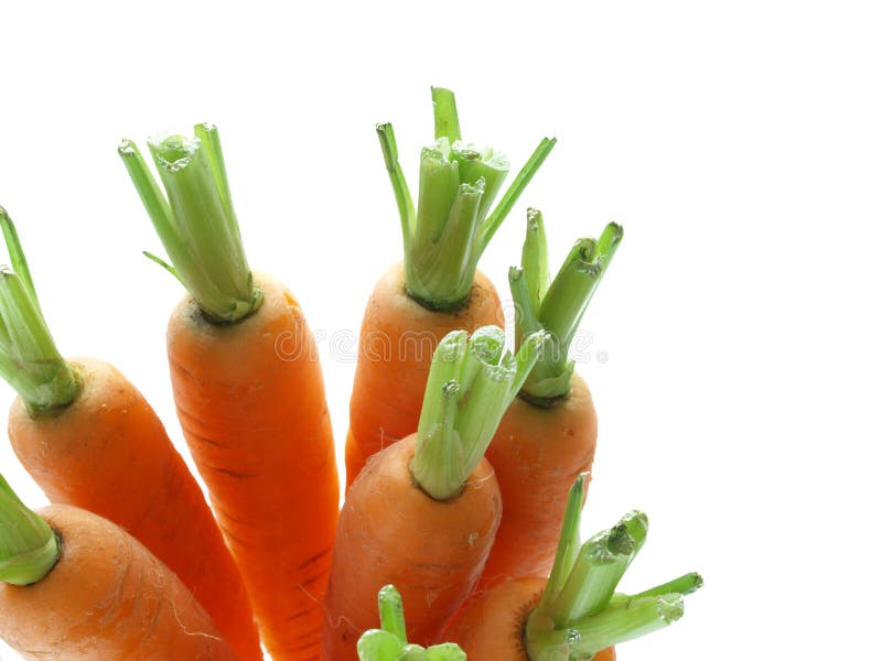 Bunch of carrots with cut green tops. Bunch of carrots with cut green tops