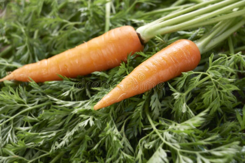 Two carrots on branches of foliage. Two carrots on branches of foliage