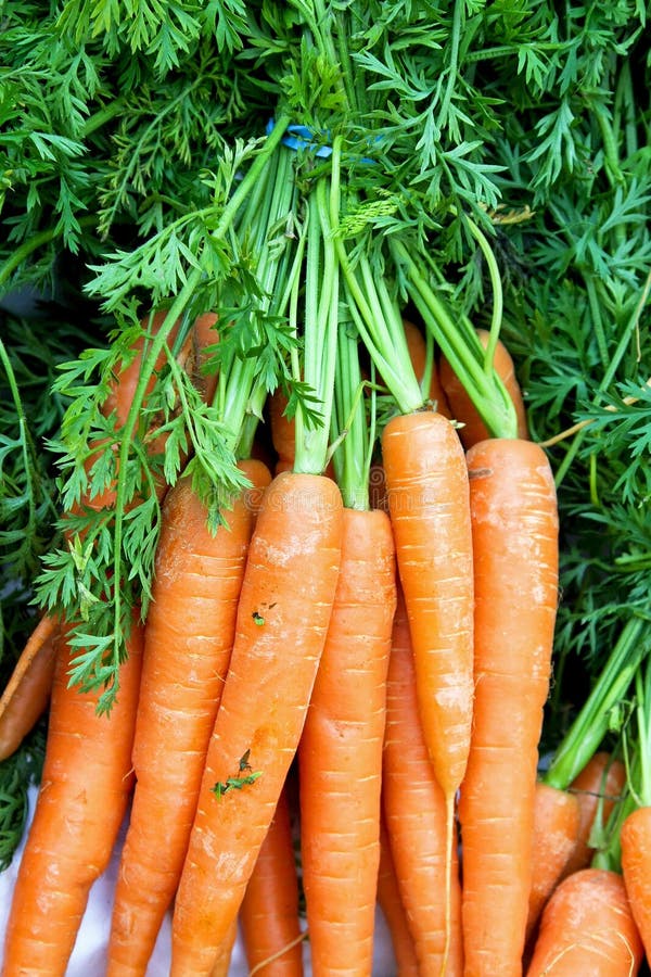 Close up shot of organic bunched carrots. Close up shot of organic bunched carrots