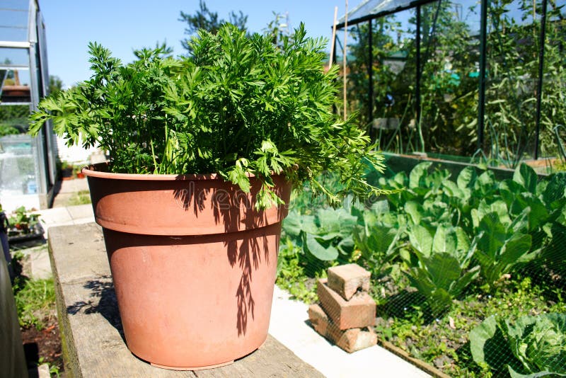 Carrots growing in a small pot in an allotment garden. Also showing cabbages and a greenhouse. Carrots growing in a small pot in an allotment garden. Also showing cabbages and a greenhouse