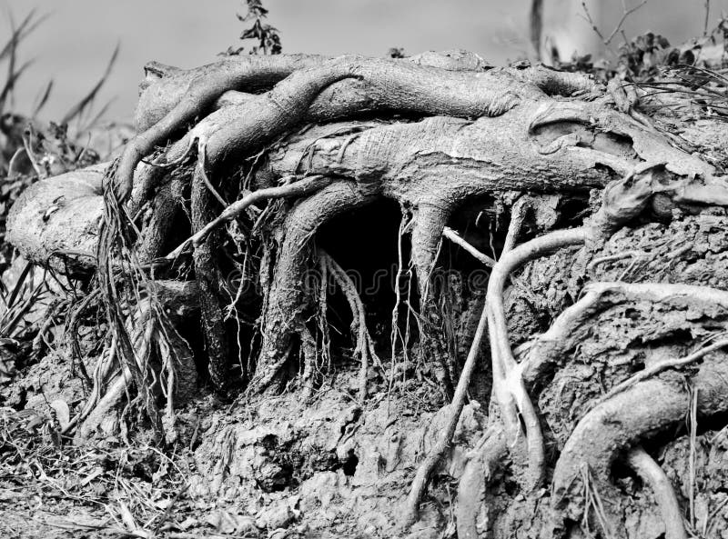Wortels van een banyan boom stock afbeeldingen Wortels van een banyan boom stock afbeeldingen