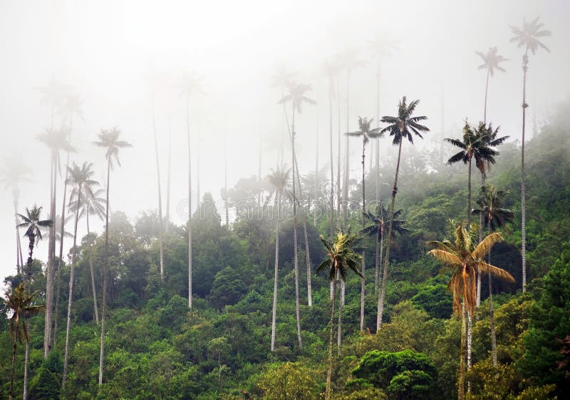 Wosków drzewka palmowe od Cocora doliny są krajowym drzewem symbolem Kolumbia i World’s wielkim palmą, fotografia stock Wosków drzewka palmowe od Cocora doliny są krajowym drzewem symbolem Kolumbia i World’s wielkim palmą, fotografia stock