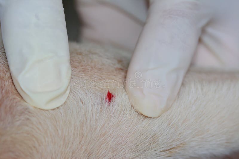 The Wound After Remove Dog Tick In The Fur Stock Image Image Of Blood