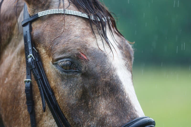 Wound on the Forehead of a Horse Stock Image Image of breed, farm