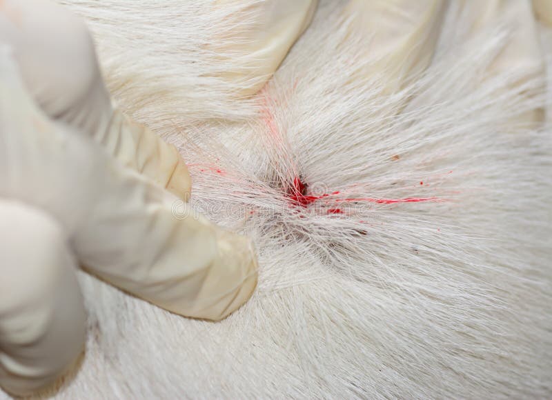 The Wound After Remove Dog Tick In The Fur Stock Image Image Of Mite