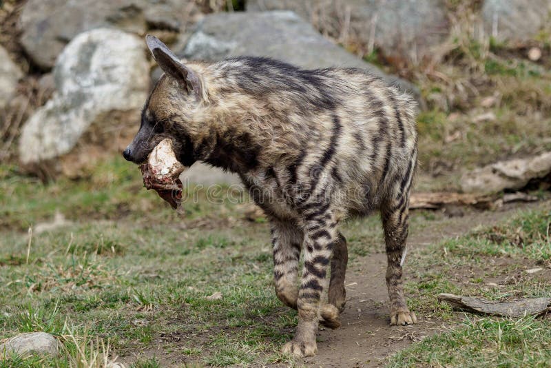 A Wounded Hyena. Striped Hyena Stock Image Image of brindle, national