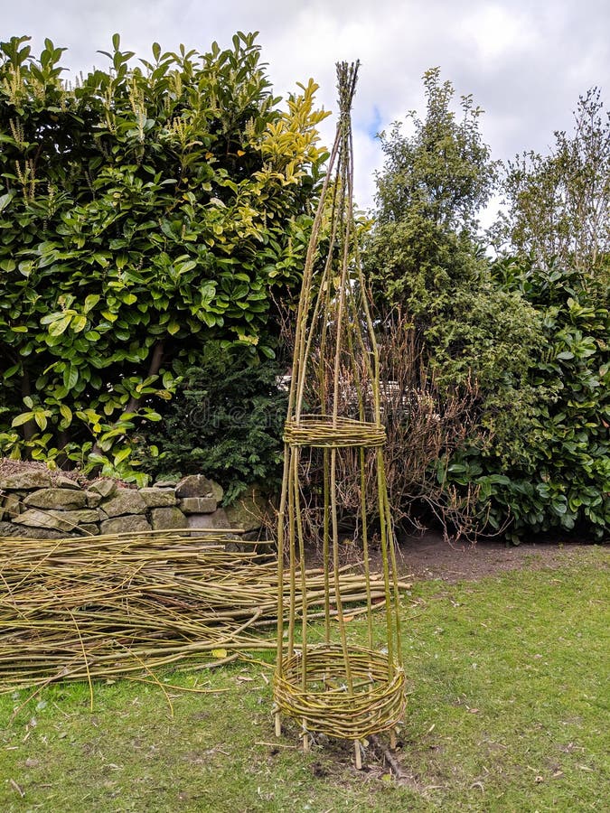 Woven willow obelisk freshly made from green branches.