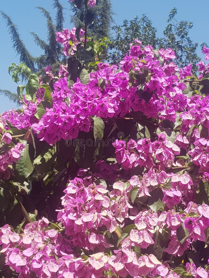 Wow stock photo. Image of flowers, love, beautiful, pink 139567780