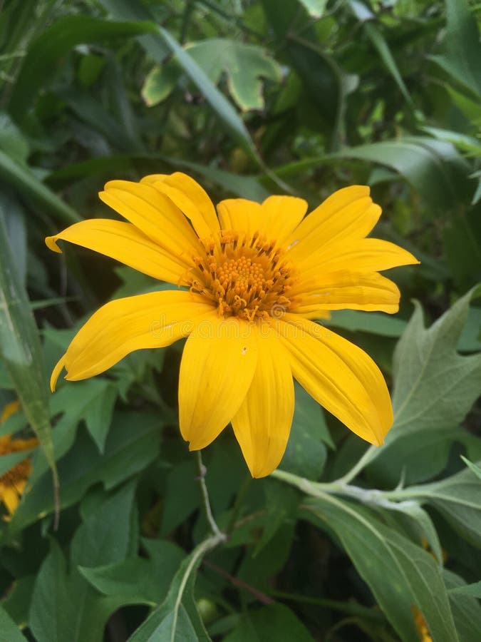 Wow Most Beautiful Sunflower in the Jungle. Stock Image Image of