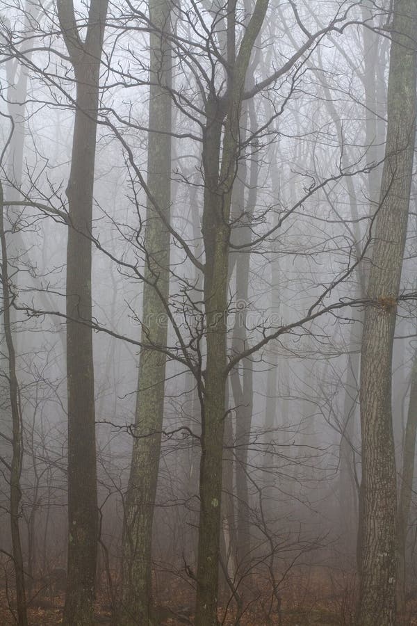 A thick fog coming over a wilderness woods. A thick fog coming over a wilderness woods