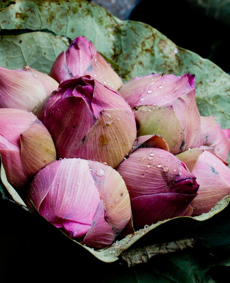 Wrapped Bunch of Pink Lotus Blossom Buds Stock Image Image of street