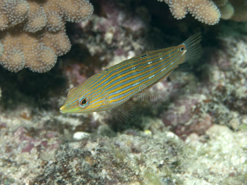 wrasse do Cauda-ponto imagens de stock royalty free wrasse do Cauda-ponto imagens de stock royalty free
