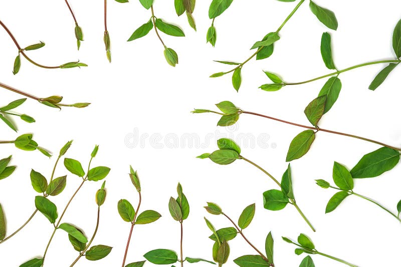 Wreath frame made of spring green branches and leaves, isolated on white background.