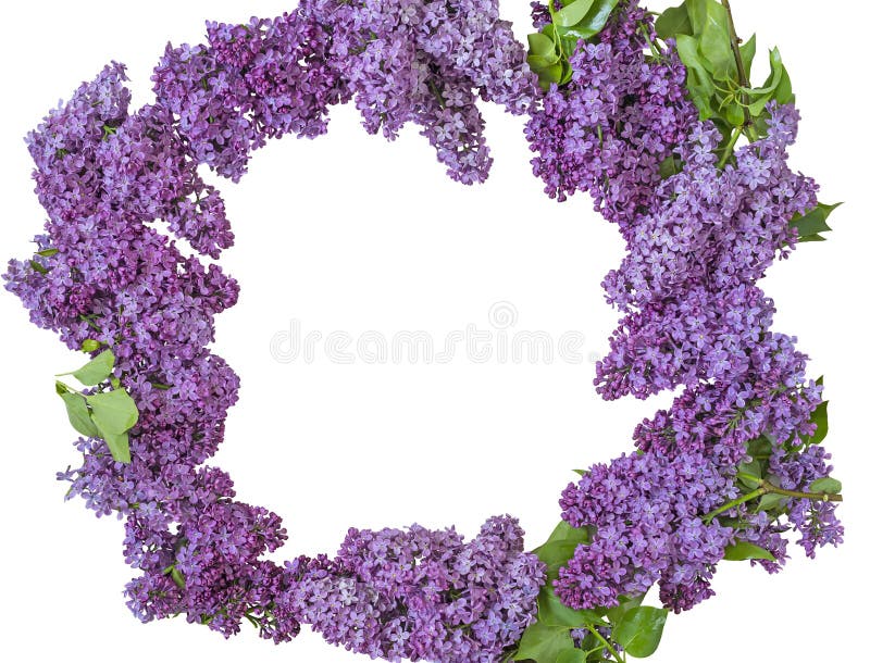 Wreath and Lilac Flowers. Isolate Stock Photo - Image of wreath, shrub