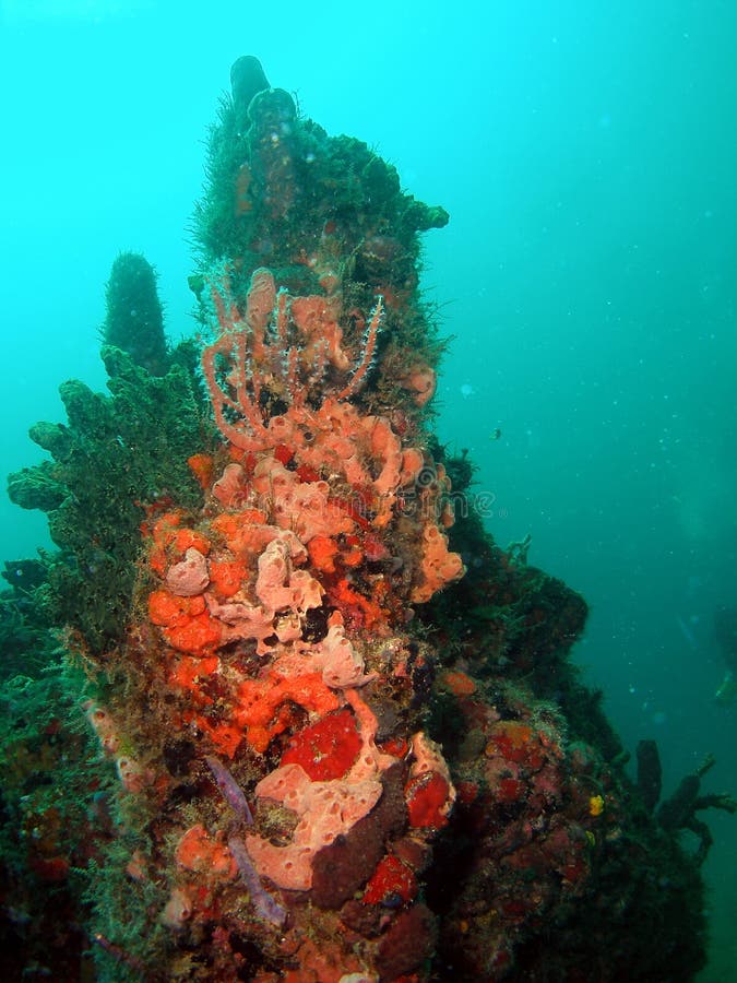 Wreck Coral stock image. Image of underwater, beach, coral 16157951