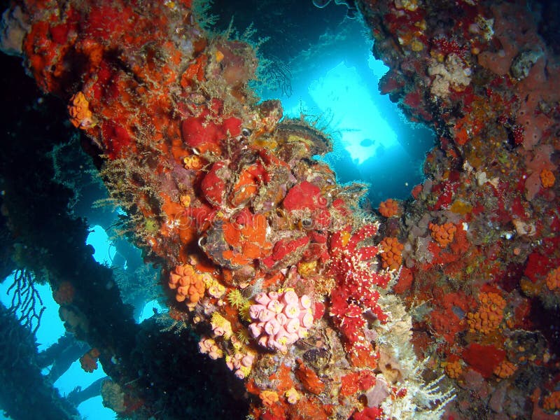 Wreck Coral