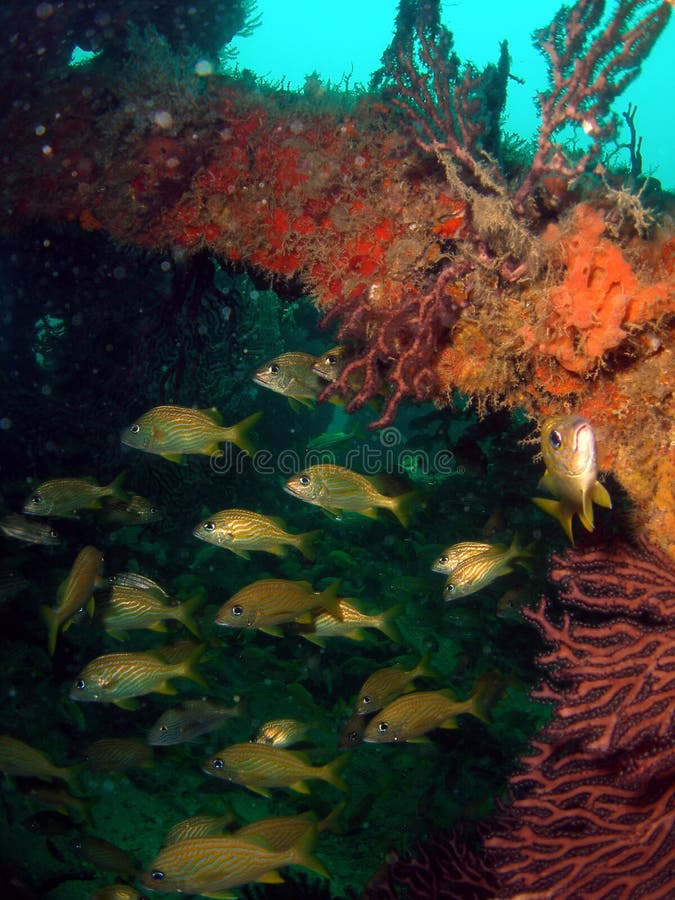 Wreck Fish stock photo. Image of coral, marine, aquatic 14829576