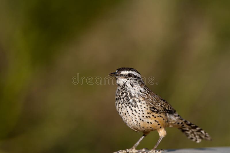Wren de cacto, brunneicapillus del Campylorhynchus fotografía de archivo libre de regalías Wren de cacto, brunneicapillus del Campylorhynchus fotografía de archivo libre de regalías