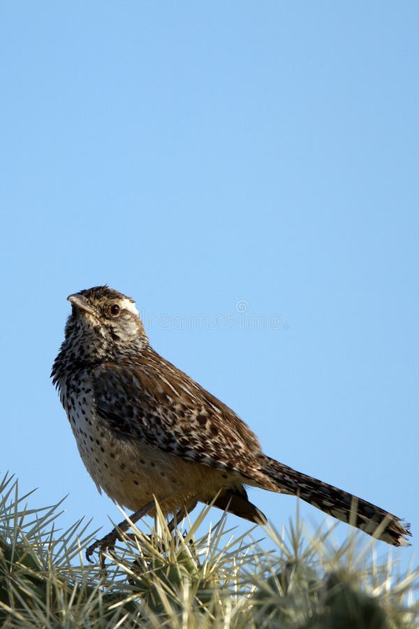 Wren кактуса, brunneicapillus Campylorhynchus стоковое фото Wren кактуса, brunneicapillus Campylorhynchus стоковое фото