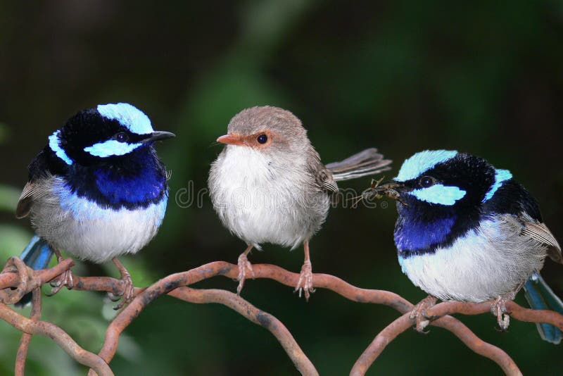 A pair of superb blue fairy wrens - malurus cyaneus - both male (left) and female (right) are shown clearly so it has great encyclopediac value. A pair of superb blue fairy wrens - malurus cyaneus - both male (left) and female (right) are shown clearly so it has great encyclopediac value