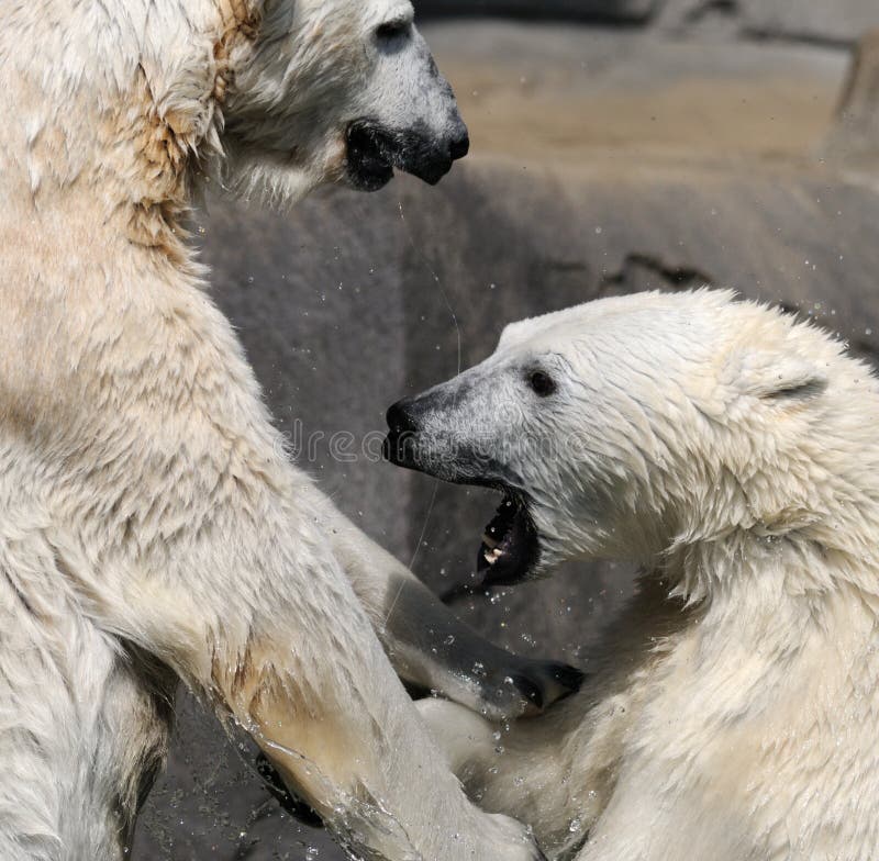 Wrestling polar bears stock photo. Image of brothers 12101964