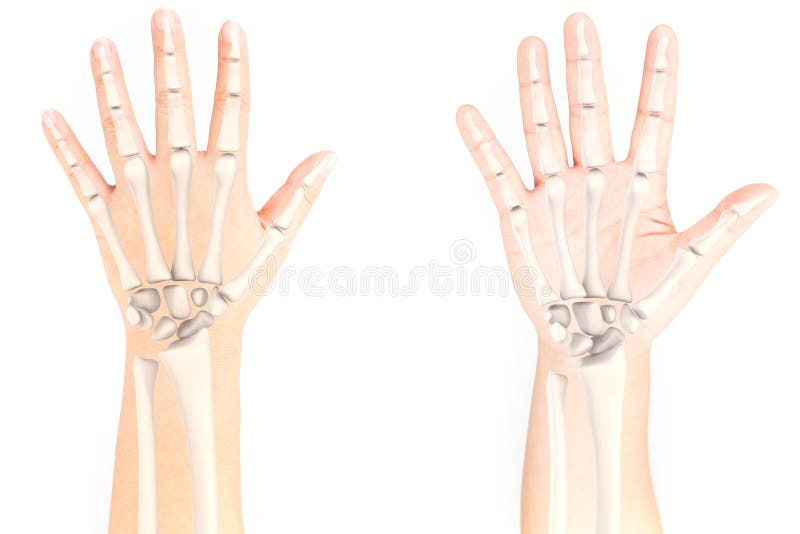 Wrist Stock Photos, Royalty Free Wrist Images