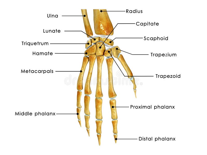 Arm supination and pronation vector illustration. Labeled