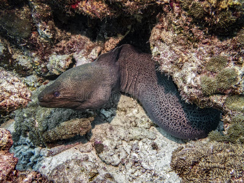 Writhing Moray Eel at the Bottom in the Indian Ocean Stock Image