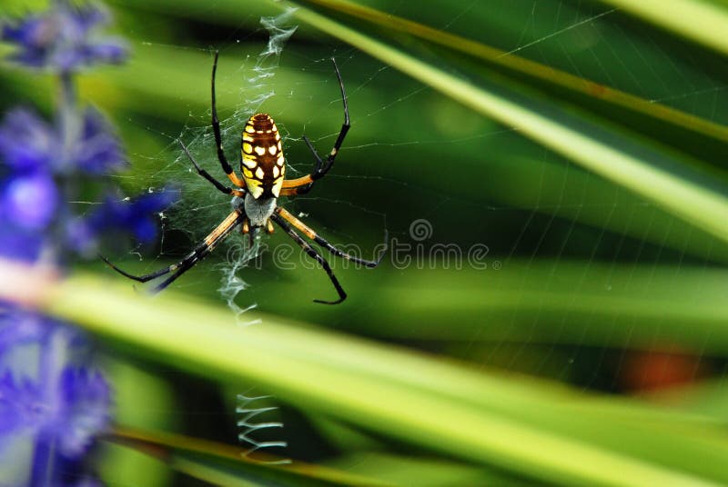 writing spiders stock photos writing